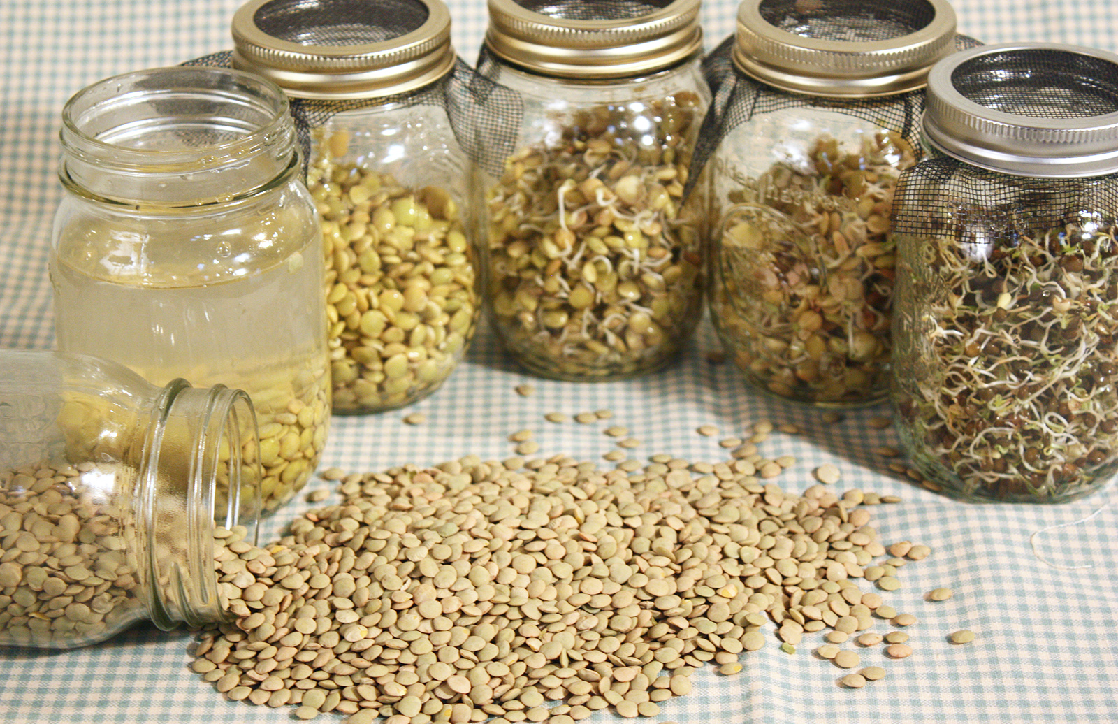 Sprouted Lentils Lentils